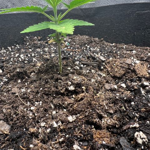  Mrs. Dreamy growlog timeline photo