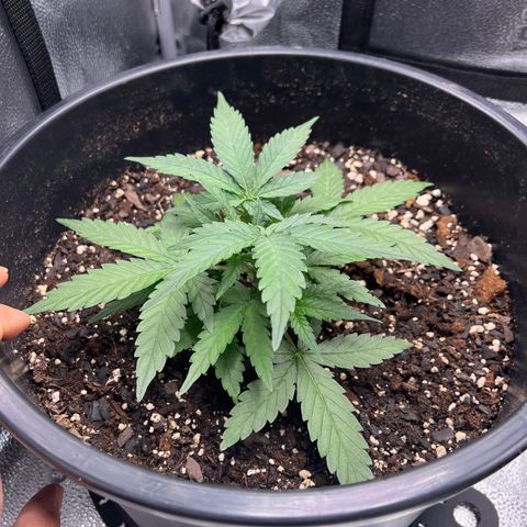 OG Auto growlog timeline photo