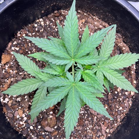 OG Auto growlog timeline photo
