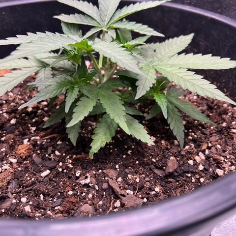 OG Auto growlog timeline photo
