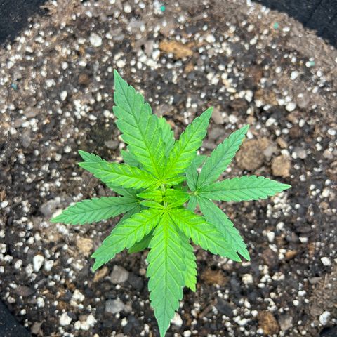  Mrs. Dreamy growlog timeline photo