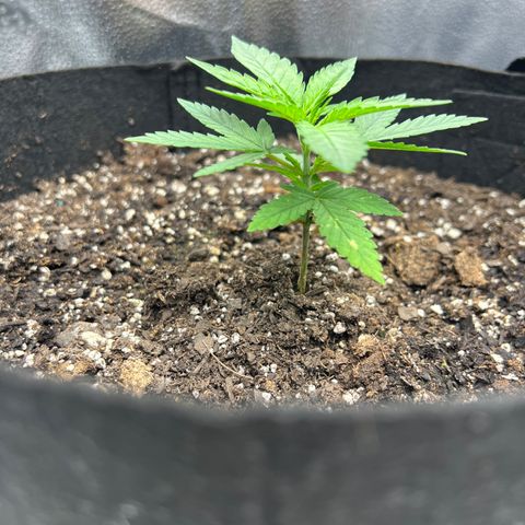  Mrs. Dreamy growlog timeline photo