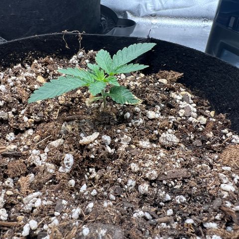 Amnesia Haze growlog timeline photo