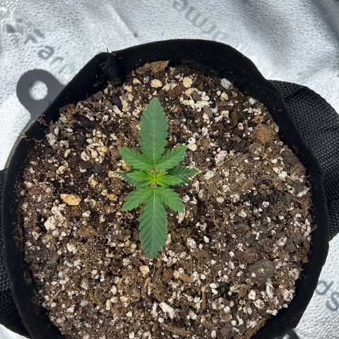 Amnesia Haze growlog timeline photo