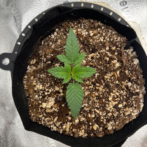 Purple Creamsicle growlog timeline photo
