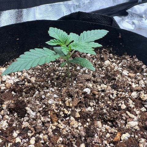 Purple Creamsicle growlog timeline photo
