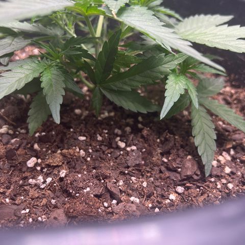 OG Auto growlog timeline photo