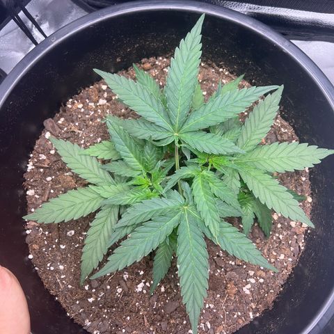 OG Auto growlog timeline photo