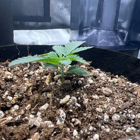 Amnesia Haze growlog timeline photo