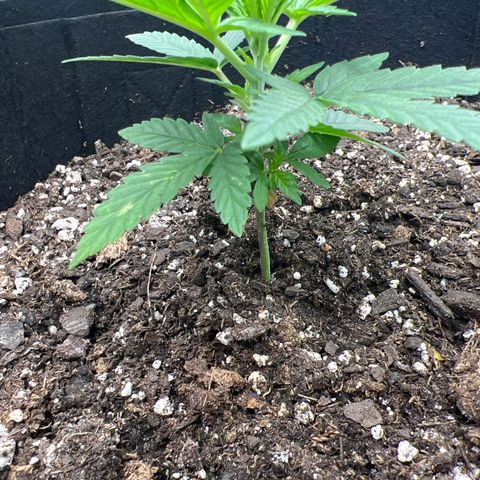  Mrs. Dreamy growlog timeline photo