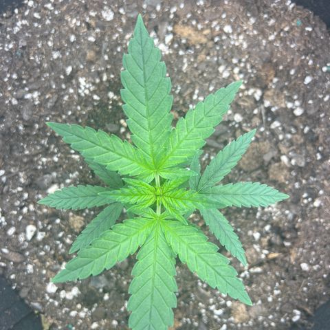  Mrs. Dreamy growlog timeline photo