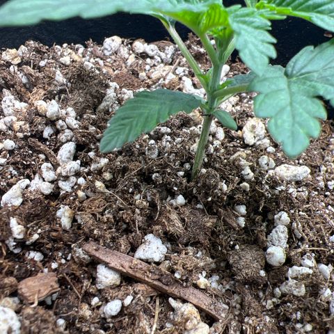 Purple Creamsicle growlog timeline photo