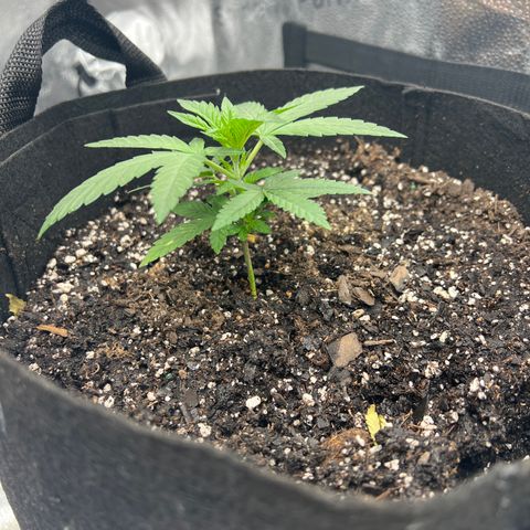  Mrs. Dreamy growlog timeline photo