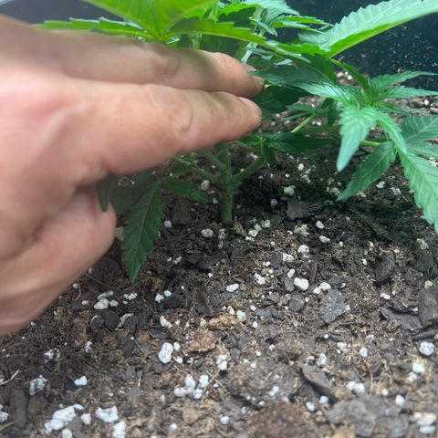 OG Auto growlog timeline photo