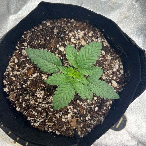Purple Creamsicle growlog timeline photo