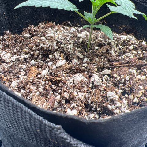 Purple Creamsicle growlog timeline photo