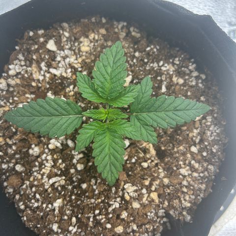 Purple Creamsicle growlog timeline photo
