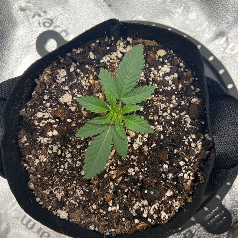 Amnesia Haze growlog timeline photo