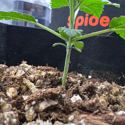 Purple Creamsicle growlog timeline photo