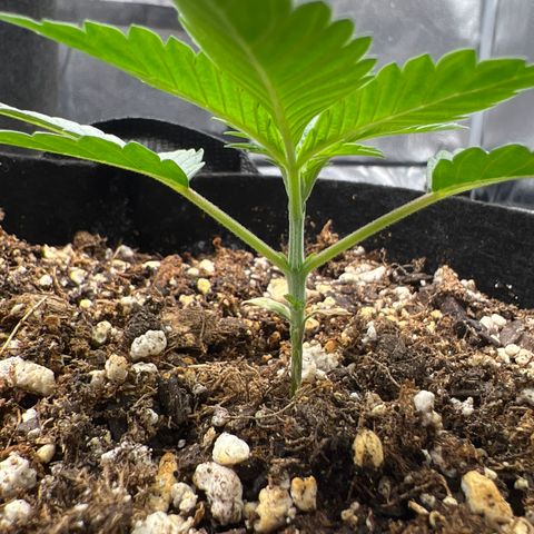 Amnesia Haze growlog timeline photo