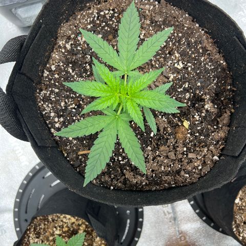  Mrs. Dreamy growlog timeline photo