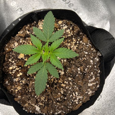 Amnesia Haze growlog timeline photo