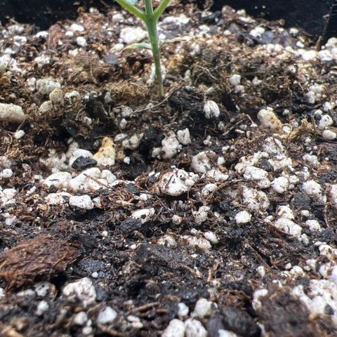Amnesia Haze growlog timeline photo