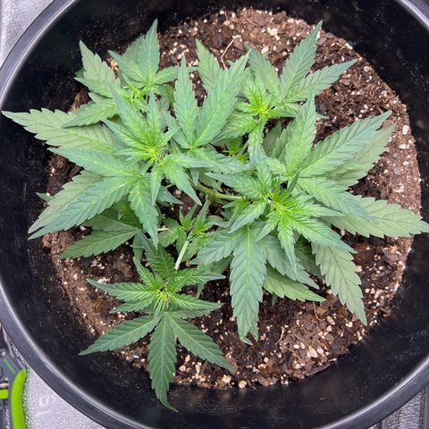 OG Auto growlog timeline photo