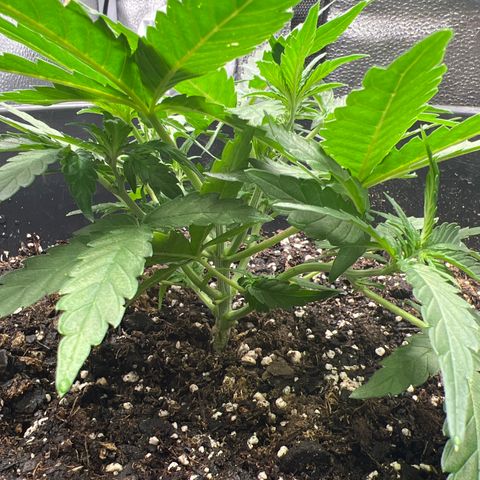OG Auto growlog timeline photo