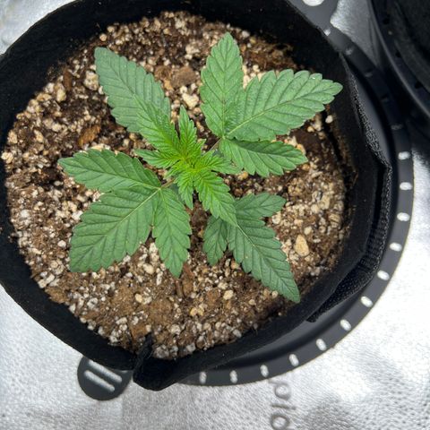 Purple Creamsicle growlog timeline photo