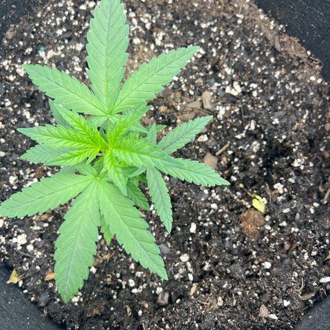  Mrs. Dreamy growlog timeline photo