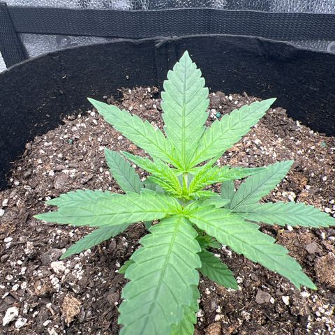  Mrs. Dreamy growlog timeline photo