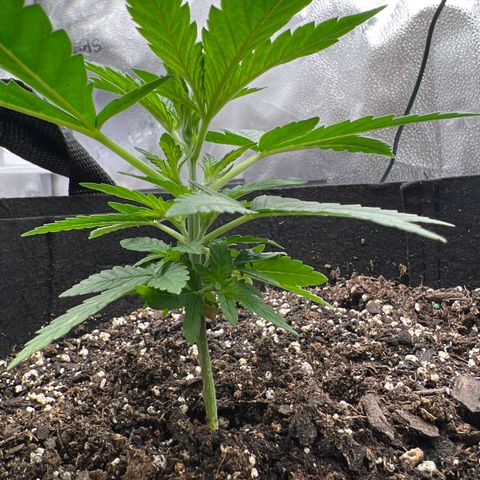  Mrs. Dreamy growlog timeline photo