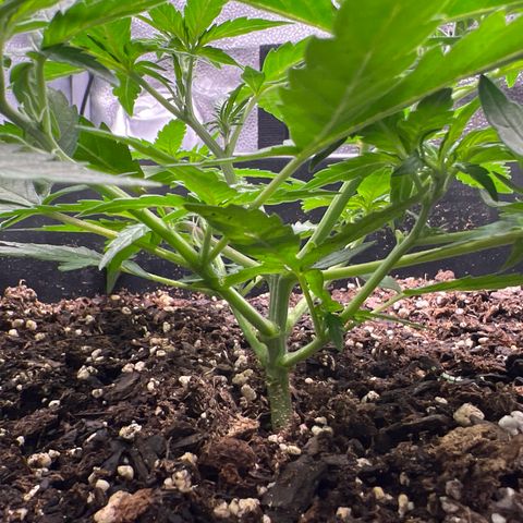 OG Auto growlog timeline photo