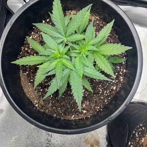 OG Auto growlog timeline photo