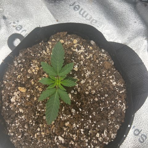 Amnesia Haze growlog timeline photo