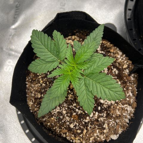 Purple Creamsicle growlog timeline photo
