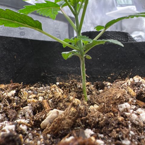 Purple Creamsicle growlog timeline photo