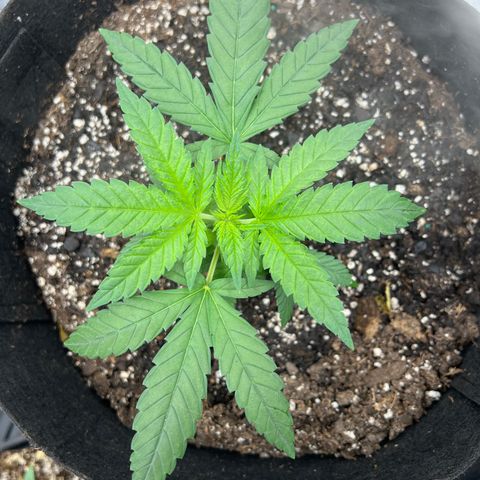  Mrs. Dreamy growlog timeline photo