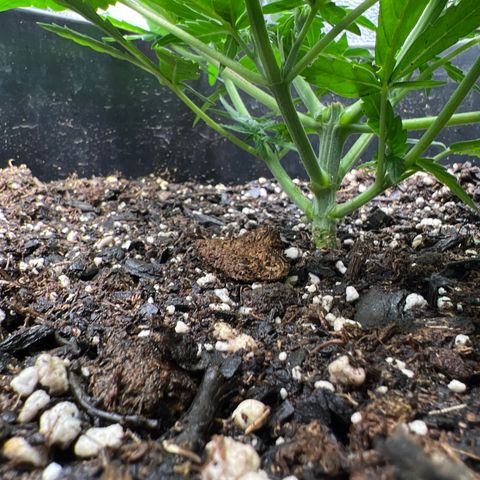 OG Auto growlog timeline photo