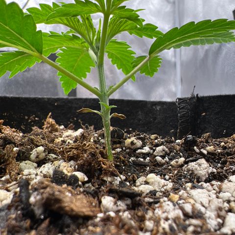 Amnesia Haze growlog timeline photo