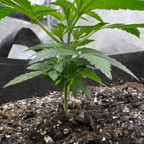  Mrs. Dreamy growlog timeline photo