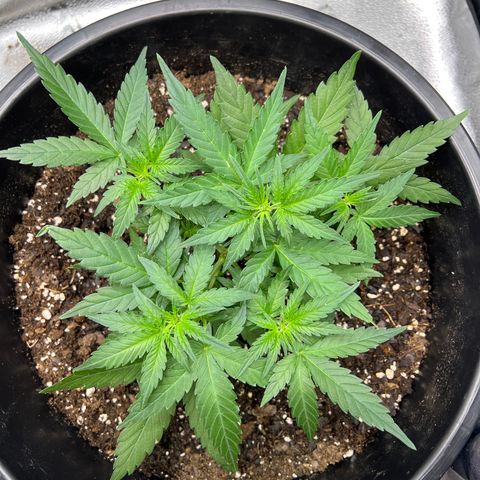OG Auto growlog timeline photo