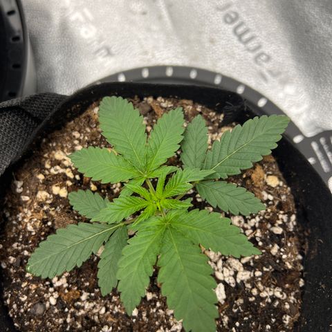 Amnesia Haze growlog timeline photo