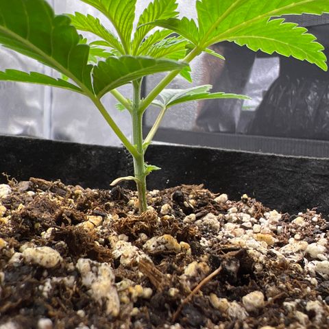 Amnesia Haze growlog timeline photo