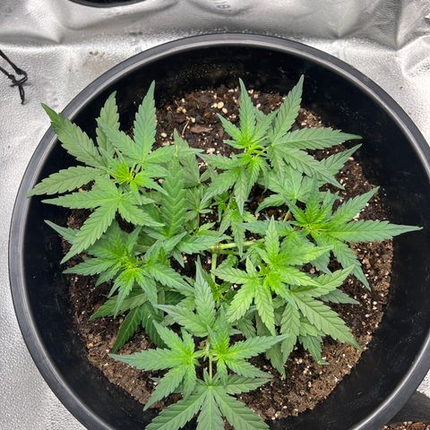 OG Auto growlog timeline photo