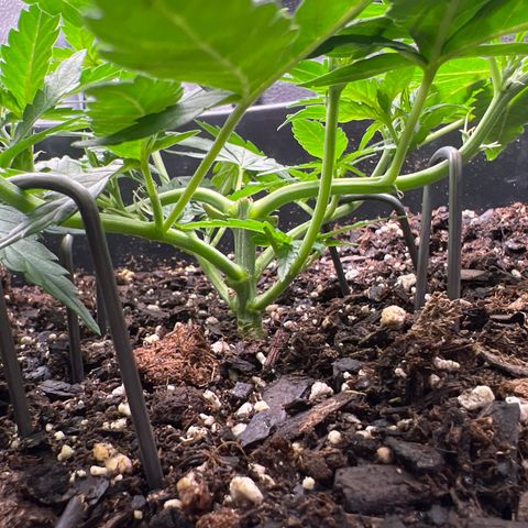 OG Auto growlog timeline photo
