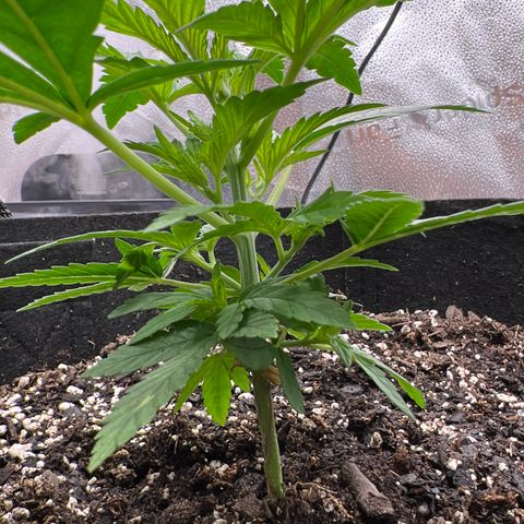  Mrs. Dreamy growlog timeline photo
