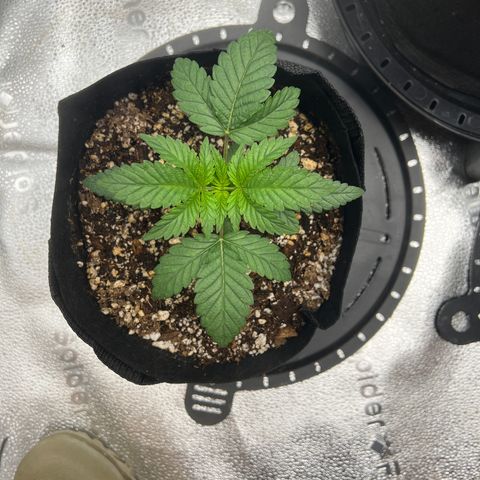 Purple Creamsicle growlog timeline photo