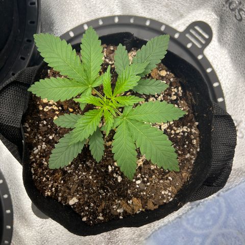 Amnesia Haze growlog timeline photo